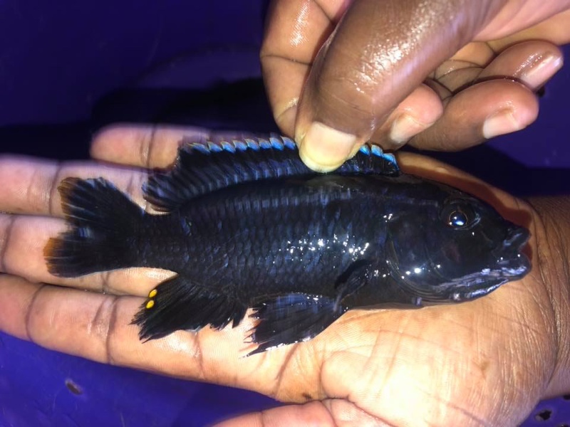 Petrotilapia chrysos 'Nkolongwe'